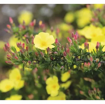 Květináč Devaterníkovec FloraSelf Halimium 'April Sun' 20-25 cm květináč 2,5 l