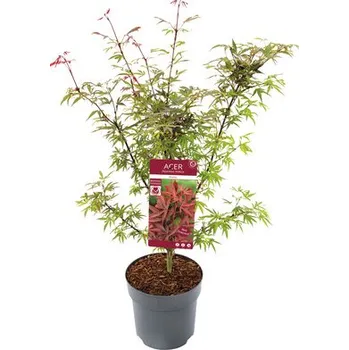 Květináč Javor dlanitolistý Acer palmatum 'Shaina' výška 60-80 cm květináč 6,5 l