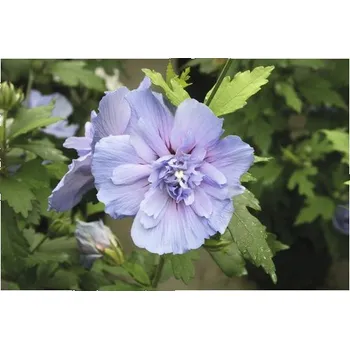 Sazenice Ibišek syrský na kmínku FloraSelf Hibiscus syriacus 'Blue Chiffon' výška kmene 50 cm květináč 3 l