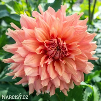 Cibulovina Jiřina - Fairway spur .: 1 ks