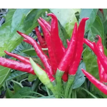 Koření Chilli paprička Piri Piri