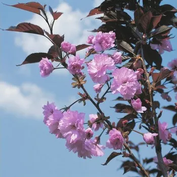 Sazenice Sakura japonská FloraSelf Prunus serrulata 'Royal Burgundy' výška 125-150 cm květináč 18 l