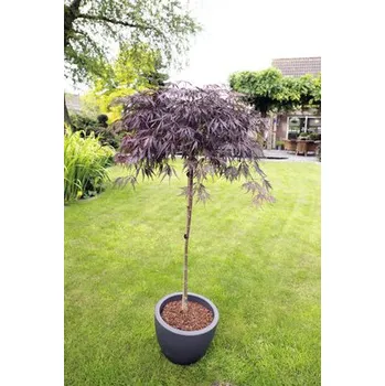Květináč Javor dlanitolistý tmavě červený Acer palmatum 'Garnet' polokmen 90 cm květináč 6,5 l