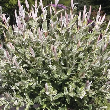 Květináč Vrba bíle panašovaná FloraSelf Salix integra "Hakuro Nishiki" polokmen 125 cm výška 150-175 cm květináč 18 l