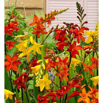 Semeno Lukon Glads Crocosmia LARGE MIX - montbrécie směs Množství: 3