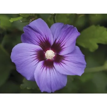 Květináč Ibišek syrský Hibiscus syriacus 'Marina' výška 40-60 cm květináč 3 l