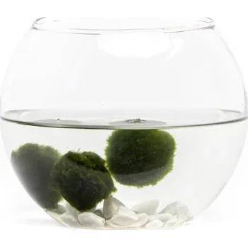 Gardners Skleněná váza boule 17 cm a 3 řasokoule