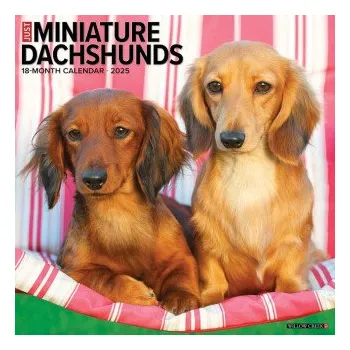 Kalendář Miniature Dachshunds 2026 12 X 12 Wall Calendar (Brožovaná)