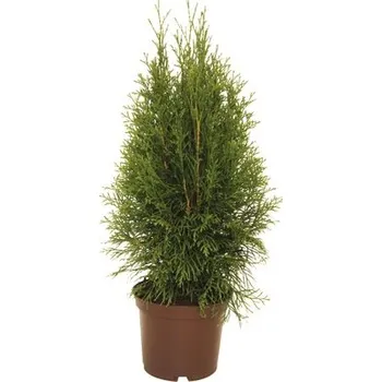 Květináč Túje, zerav západní Thuja occidentalis 'Smaragd' výška 30-40 cm květináč 2 l