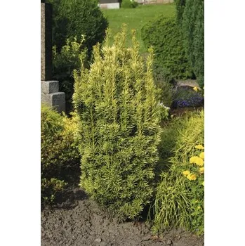Květináč Tis červený FloraSelf Taxus baccata 'Fastigiata Aureomarginata' výška 30-40 cm květináč 3 l žlutý sloupovitý