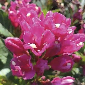 Květináč Vajgélie FloraSelf Weigela florida 'Big Love' 40-50 cm květináč 6 l