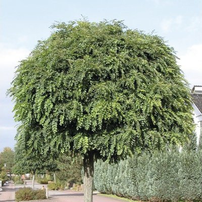 Trnovník akát FloraSelf Robinia pseudoacacia 'Umbraculifera' výška 125-150 cm květináč 18 l