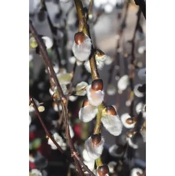 Květináč Vrba jíva polokmen FloraSelf Salix caprea 'Pendula' květináč 3 l