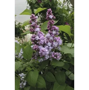 Květináč Šeřík obecný ForaSelf Syringa vulgaris 'Michel Buchner' 60-80 cm květináč 10 l