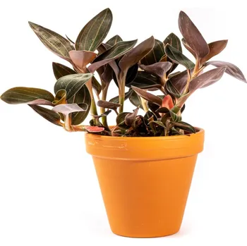 Gardners Ludisia discolor, průměr 12 cm Ludisie