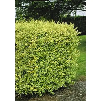 Květináč Ptačí zob vejčitolistý FloraSelf Ligustrum ovalifolium 'Aureum' výška 60-80 cm květináč 4,5 l poloopadavý