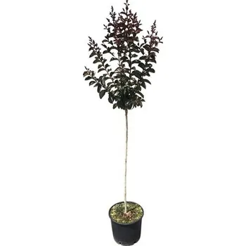 Květináč FloraSelf Lagerstroémie pukol okrouhlolistý polokmen Rhapsody