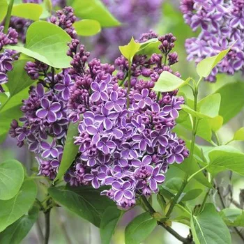 Květináč Šeřík obecný FloraSelf Syringa vulgaris 'Sensation' 60-80 cm květináč 10 l