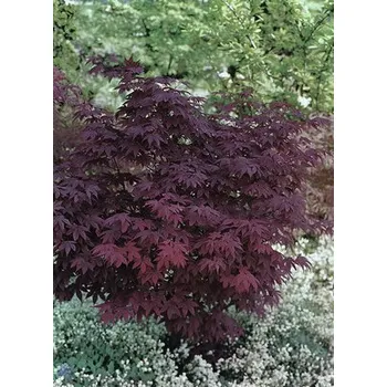 Květináč Javor dlanitolistý červený Acer palmatum 'Atropurpureum' výška 60-80 cm květináč 6,5 l