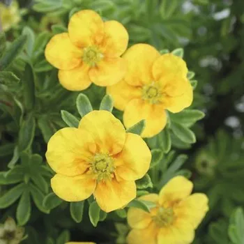 Sazenice Mochnovec křovitý FloraSelf Potentilla fruticosa 'Mango Tango' výška 30-40 cm květináč 4 l