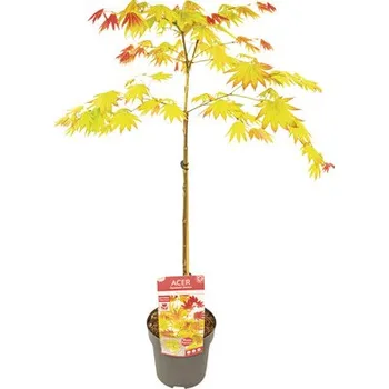 Květináč Javor dlanitolistý zlatý Acer palmatum 'Moonrise' polokmen 40 cm květináč 3 l