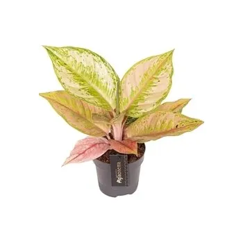 Gardners Aglaonema Pastella, průměr 12 cm Aglaonema, Spící panna