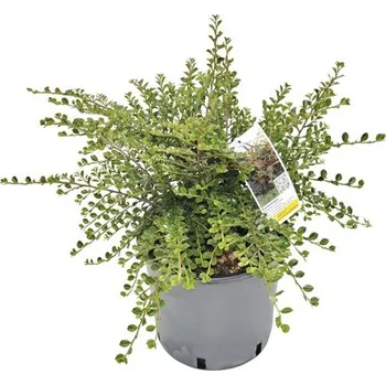 Květináč Skalník Dammerův Cotoneaster horizontalis výška 40-60 cm květináč 5 l