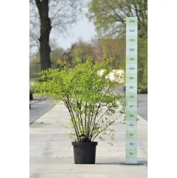 Tavolník van Houtteův FloraSelf Spiraea vanhouttei výška 40-60 cm květináč 10 l
