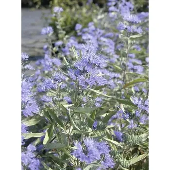 Květináč Ořechokřídlec 'Kew Blue' výška 40-60 cm květináč 3 l