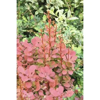 Květináč Dřišťál Thunbergův FloraSelf Berberis thunbergii 'Orange Rocket'® výška 30-40 cm květináč 4,5 l