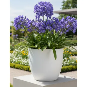 Semeno Kalokvět Blue Giant