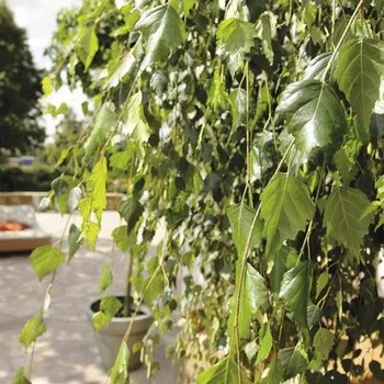 Sazenice Bříza bělokorá FloraSelf Betula pendula 'Youngii' výška 125 cm květináč 15 l