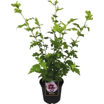 Květináč Ibišek syrský Hibiscus syriacus 'Helene' výška 40-60 cm květináč 3 l
