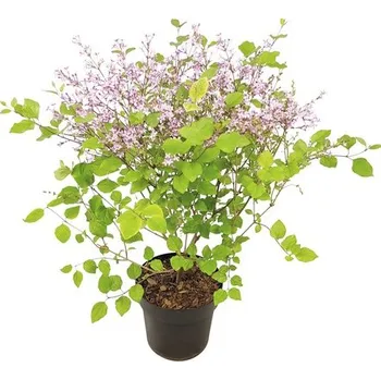 Květináč Šeřík zakrslý FloraSelf Syringa kultivar 'Bloomerang Dark Purple' 40-50 cm květináč 3 l