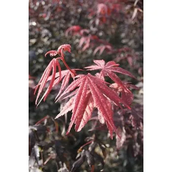 Sazenice Červený javor dlanitolistý FloraSelf Acer palmatum 'Bloodgood' výška 40-60 cm květináč 4 l