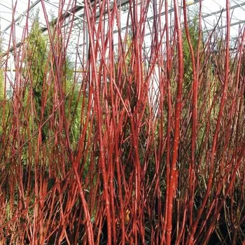 Květináč Svída bílá FloraSelf Cornus alba 'Sibirica' výška 80-100 cm květináč 10 l