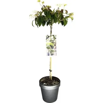 Květináč Kalina japonská na kmínku FloraSelf výška kmene 50 cm květináč 3 l bílá