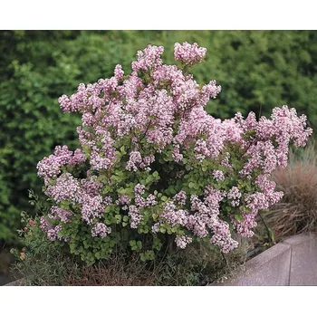 Květináč Šeřík zakrslý FloraSelf Syringa meyeri 'Palibin' 30-40 cm květináč 3 l