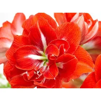 Cibulovina Amarylis 'Happy Nymph' Balení: cibule 24/26 - 1ks