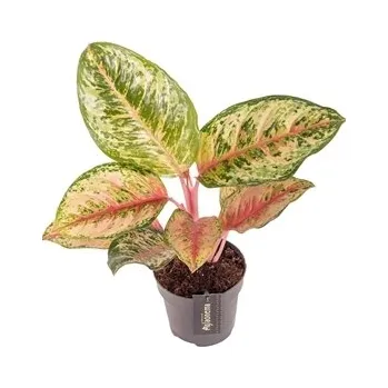 Gardners Aglaonema Carnival Queen, průměr 12 cm Aglaonema, Spící panna