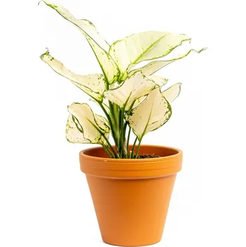 Gardners Aglaonema White Joy, průměr 12 cm Aglaonema, Spící panna