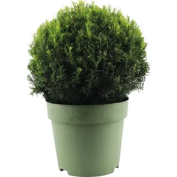 Tis červený FloraSelf Taxus baccata koule Ø cca 45 cm