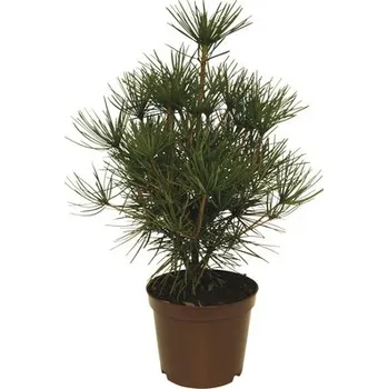 Sazenice Pajehličník přeslenatý japonský 30 – 40 cm