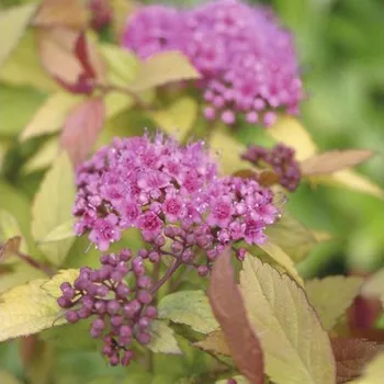 Květináč Tavolník japonský FloraSelf Spiraea japonica 'Magic Carpet' výška 15–20 cm květináč 4,5 l