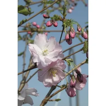 Květináč Třešeň okrasná Prunus Hybrida 'Accolade' výška 125-150 cm květináč 18 l