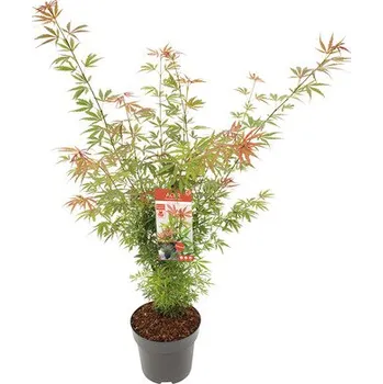 Květináč Javor dlanitolistý Acer palmatum 'Jerre Schwartz' výška 80-100 cm květináč 10 l
