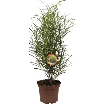 Květináč Krušina olšová FloraSelf Rhamnus frangula 'Fine Line' výška 40-60 cm květináč 5 l