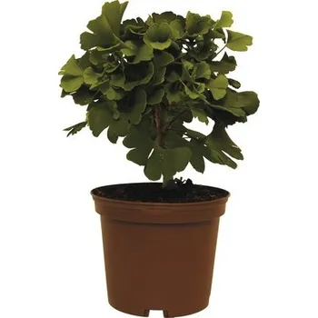 Květináč Jinan dvoulaločný FloraSelf Ginkgo biloba 'Mariken' výška 20-25 cm květináč 3,5 l