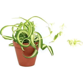 Gardners Chlorophytum Comosum Bonnie, průměr 11-12 cm Chlorofytum, zelenec