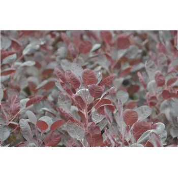 Květináč Ruj vlasatá FloraSelf Cotinus coggygria 'Lilla' výška 40-50 cm květináč 4,5 l